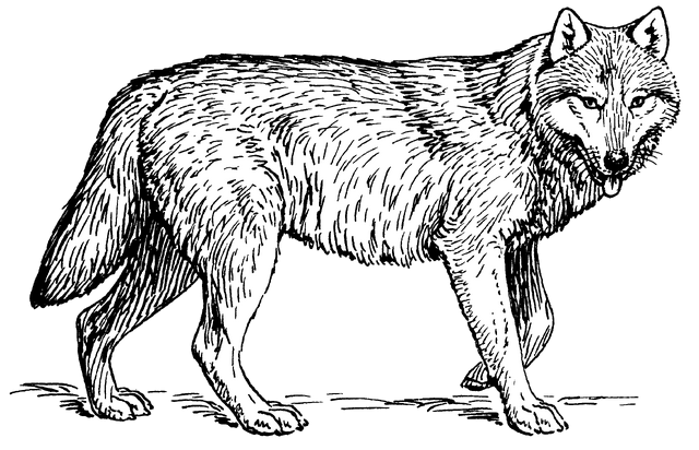 File:Wolf (PSF).png