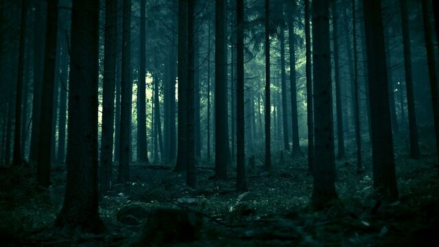 File:Dark-Forest-Wallpaper-1920x1080.jpg