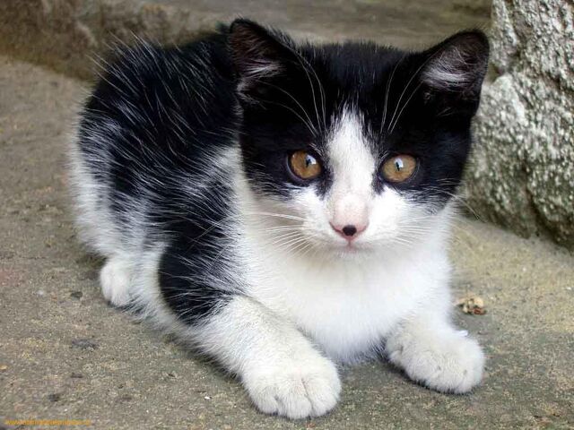 File:Clan Cat 2.jpeg