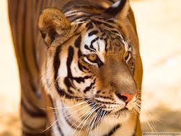File:Images (60).jpg