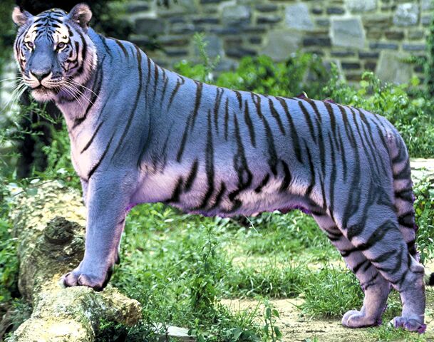 File:Blue tiger (2).jpg