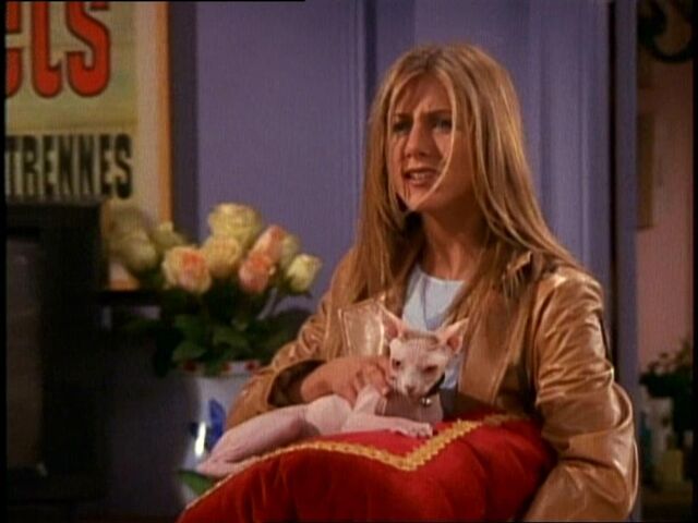 File:5x21 Whiskerson.jpg