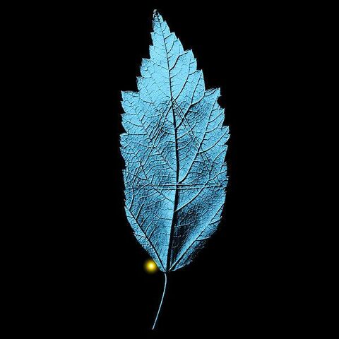 Файл:600px-LeafGlyph.jpg