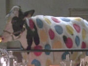 Polka-dot-cow 480x360.jpg