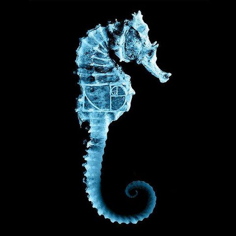Файл:600px-SeahorseGlyph.jpg