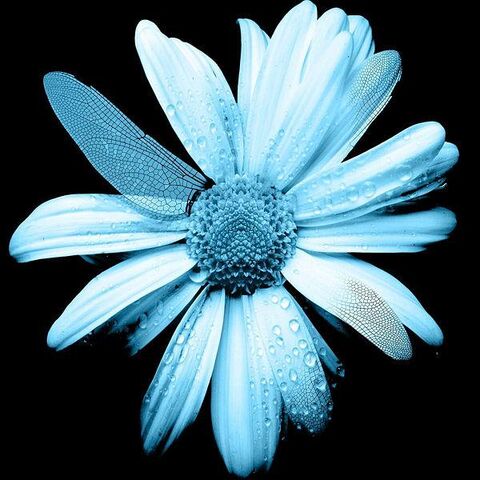 Файл:600px-FlowerGlyph.jpg