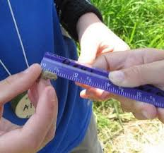 File:Itty bitty frog.png