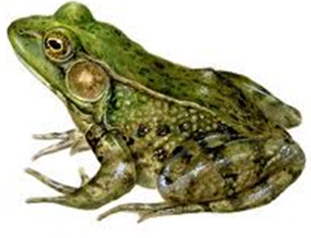 File:Wikia-Visualization-Add-1,frogandtoadcare.png