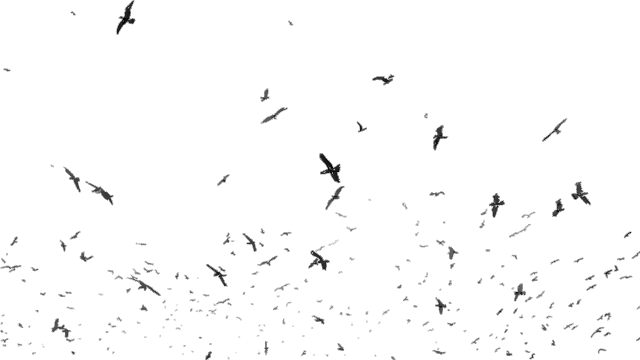 Fichier:IMG 5383.gif