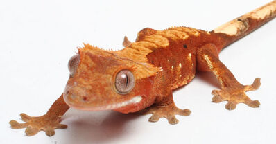 Crested gecko