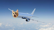 CatPlane2002