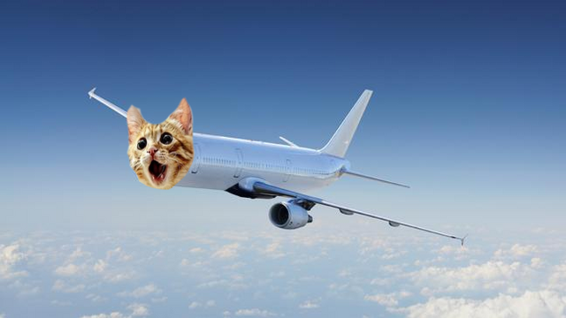 File:CatPlane2002.png