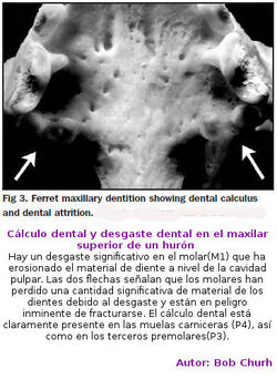 Dientes12.jpg