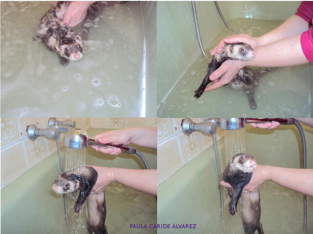 Archivo:Baño.jpg
