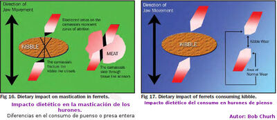 Dientes19.jpg