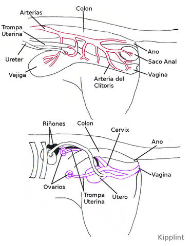 Archivo:Lateralhembracomb.jpg