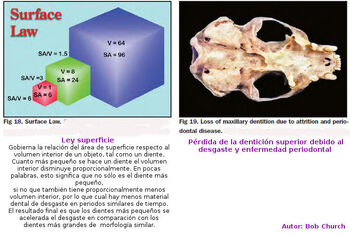 Dientes20.jpg