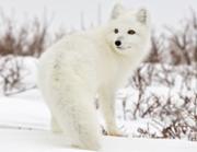180px-Arctic-fox-canada