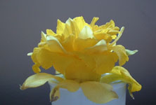 Daffodil