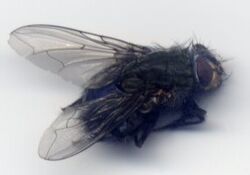 FlyAsymmetric