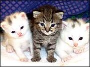 Hypoallergenic-cat