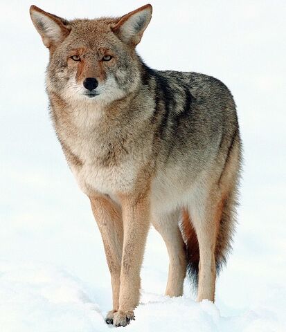 File:Coyote.jpg