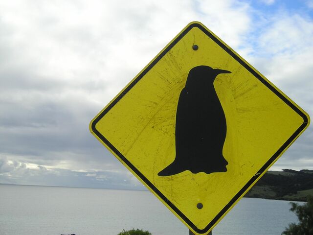 File:Penguin crossing.jpg