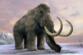 WoollyMammoth