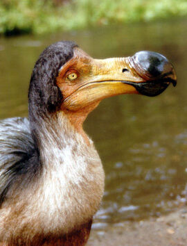 DodoBird