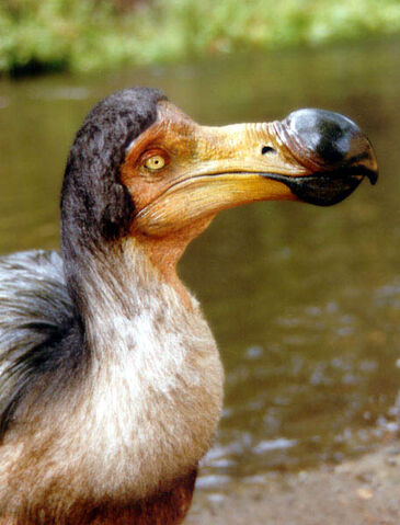 File:DodoBird.jpg