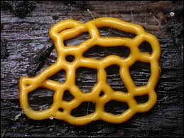 SLIME MOLD