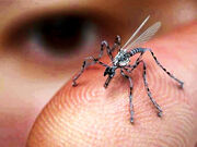 Flyspy