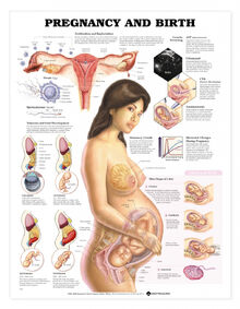 Female-genital-system-anatomy-1000-images-about-teaching-the-body-reproductive-system-on