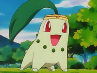 200px-Casey Chikorita