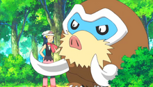 Dawn and Mamoswine