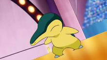 Dawn Cyndaquil