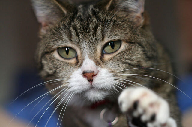 File:Kittyplay.jpeg