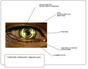 Golden eye2