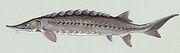 250px-Sturgeon2