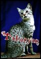 Silveregyptianmaucat022.jpg