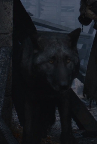 Fichier:Shaggydog 2.png