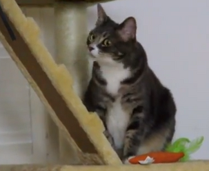 Mojo