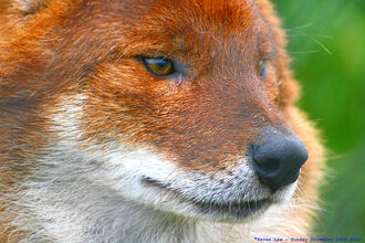 Call of the Wild......