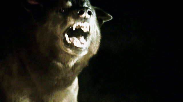 File:Shaggydog 1x10.jpg