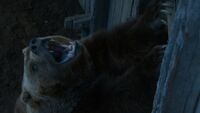 Little Bart the Bear