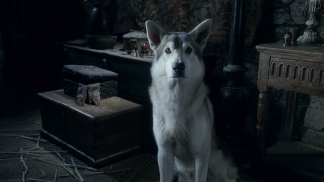 Datei:Schattenwolf Nymeria.jpg