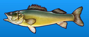 Walleye