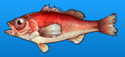 Seaperch