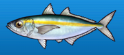 Bigeye scad