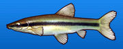 Striped shiner